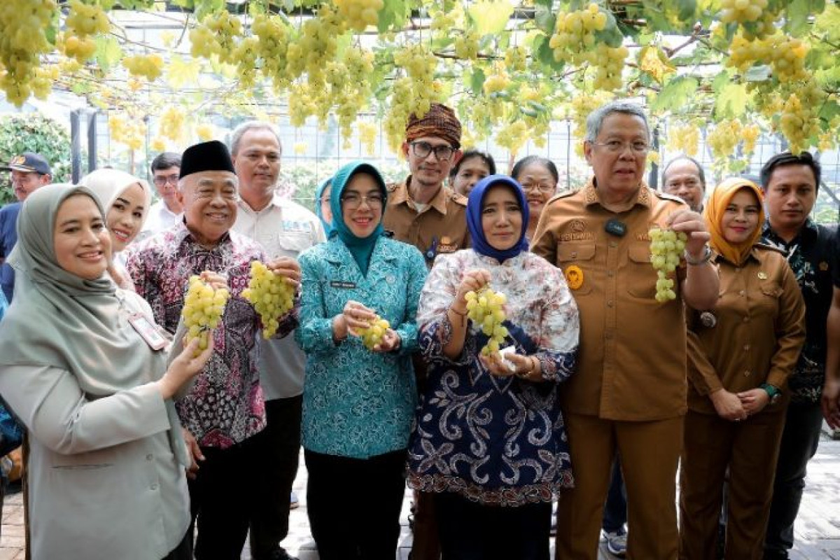 Ketua TP PKK Provinsi Banten  Panen Anggur Ponjay Bendav di Kota Tangsel